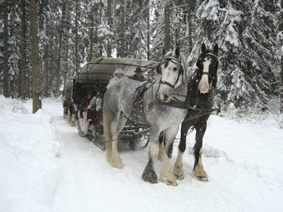 Horse & Carriage Ride