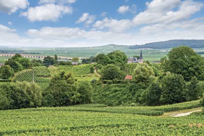Vineyards, Burgundy
