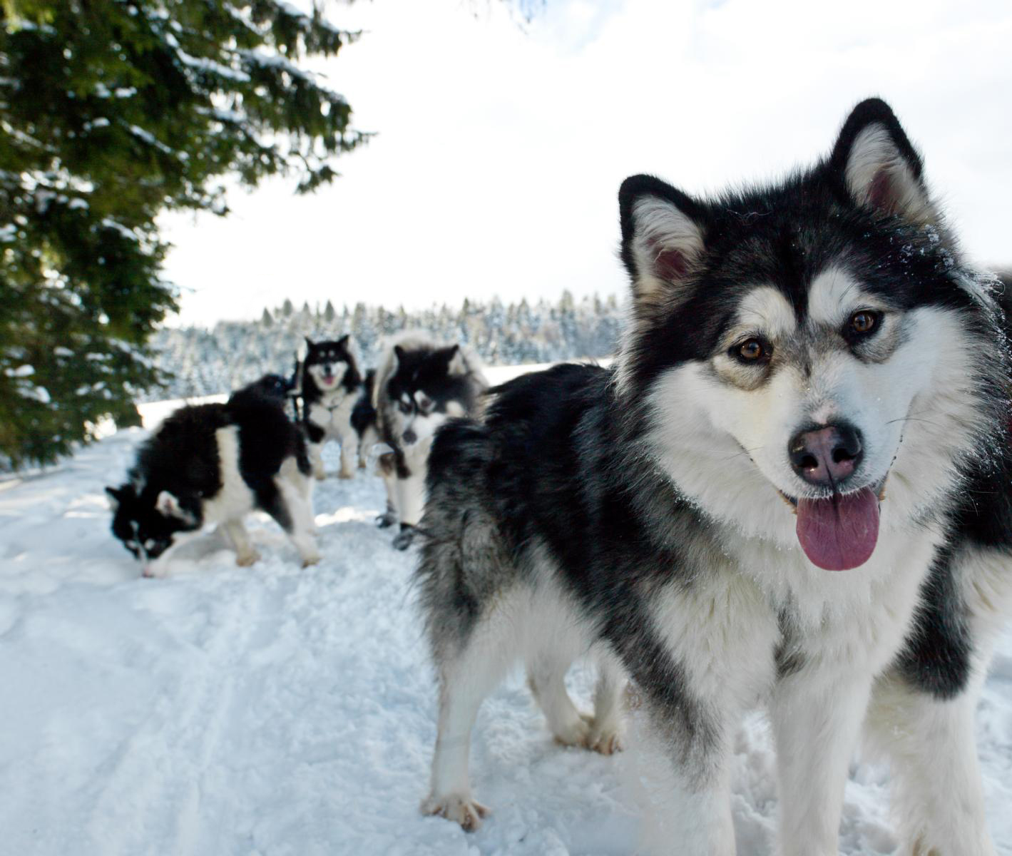 Bavarian Forest Winter Wonderland