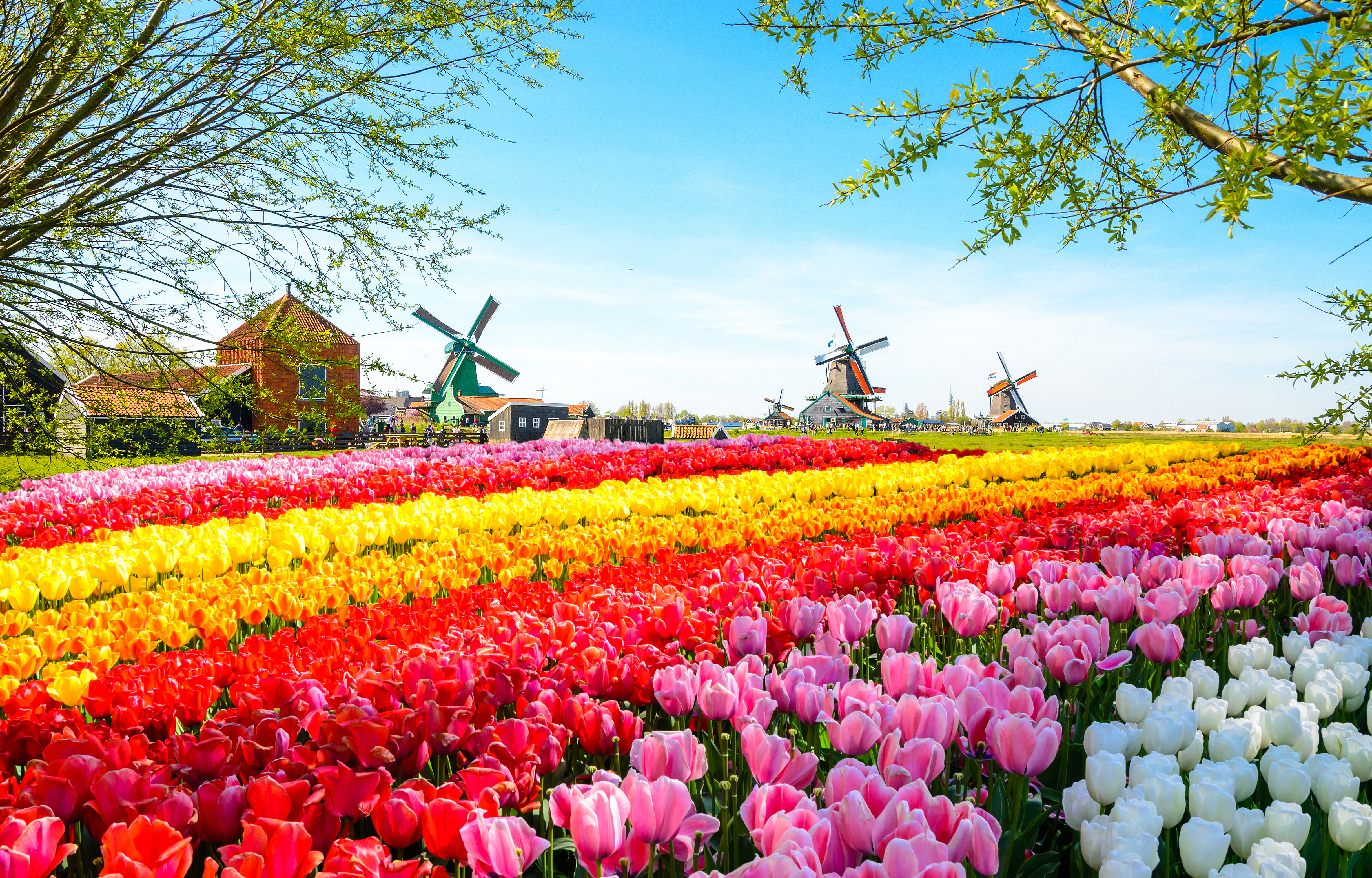 Delightful Holland and Dutch Bulbfields Arena Travel
