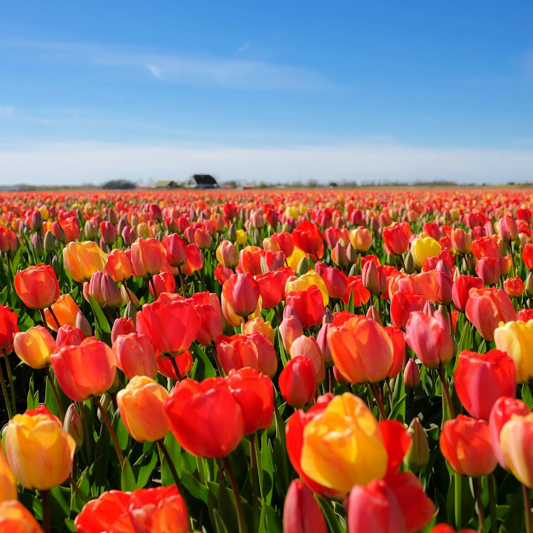 Floriade leger Floriade & Cosmopolitan Amsterdam | Leger Holidays