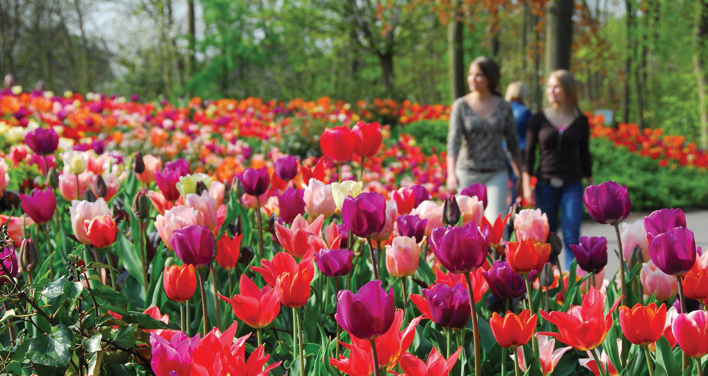 The Flowers of Holland & Springtime Belgium Tour Leger Holidays