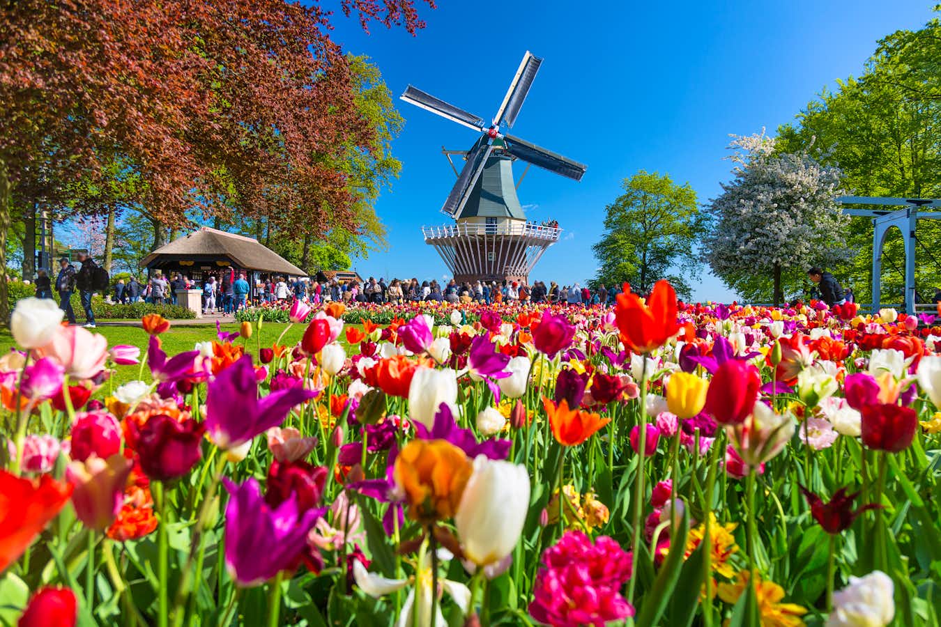 tourhub | Leger Holidays | Springtime Gardens of Holland 